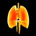 Heart, Lungs and Diaphragm posterior view