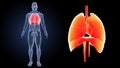 Heart, Lungs and Diaphragm zoom with anatomy anterior view