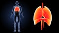 Heart, Lungs and Diaphragm zoom with body anterior view