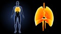 Heart, Lungs and Diaphragm zoom with body anterior view