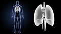 Heart, Lungs and Diaphragm zoom with body posterior view