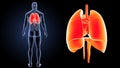 Heart, Lungs and Diaphragm zoom with organs posterior view