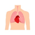 Heart and lungs. Internal organs in a male human body. Anatomy of people.Part of the human heart. Diastole and systole.Filling and