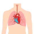 Heart and lungs. Internal organs in a male human body. Anatomy of people.Part of the human heart. Anatomy. D Royalty Free Stock Photo