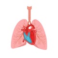 Heart and lungs. Internal organs in a male human body. Anatomy of people.Part of the human heart. Anatomy. Diastole and systole.Fi