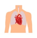 Heart and lungs. Internal organs in a male human body. Anatomy of people.Part of the human heart. Anatomy. Diastole and systole.Fi