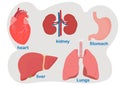 Heart, lungs, kidneys, liver, stomach, human organs Royalty Free Stock Photo