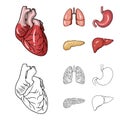 Heart, lungs, stomach, pancreas. Human organs set collection icons in cartoon,outline style vector symbol stock Royalty Free Stock Photo