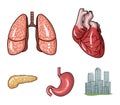 Heart, lungs, stomach, pancreas. Human organs set collection icons in cartoon style vector symbol stock illustration web Royalty Free Stock Photo