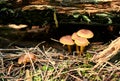 Small brown mushrooms have grown in the forest near a fallen, decaying tree trunk on the ground