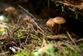Small brown mushrooms have grown in the forest near a fallen, decaying tree trunk on the ground