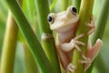 In the heart of a lush rainforest, a dumpy frog is perched on a bamboo branch Royalty Free Stock Photo