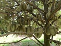 A Durian Tree with a lot of fruit