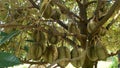 A Durian Tree with a lot of fruit