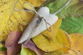 The heart lies on the autumn fallen leaves Royalty Free Stock Photo