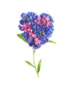 Heart made with beautiful Forget-me-not flowers isolated on white Royalty Free Stock Photo