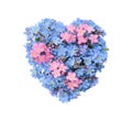 Heart made with beautiful Forget-me-not flowers isolated on white Royalty Free Stock Photo