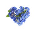 Heart made with blue Forget-me-not flowers isolated on white Royalty Free Stock Photo