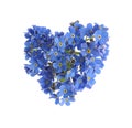 Heart made with blue Forget-me-not flowers isolated on white Royalty Free Stock Photo