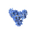 Heart made with blue Forget-me-not flowers isolated on white Royalty Free Stock Photo