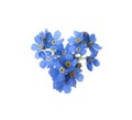 Heart made with blue Forget-me-not flowers isolated on white Royalty Free Stock Photo