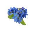 Heart made with blue Forget-me-not flowers isolated on white Royalty Free Stock Photo