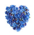 Heart made with blue Forget-me-not flowers isolated on white Royalty Free Stock Photo