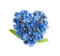 Heart made with blue Forget-me-not flowers isolated on white Royalty Free Stock Photo