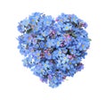 Heart made with blue Forget-me-not flowers isolated on white Royalty Free Stock Photo