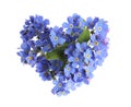 Heart made with blue Forget-me-not flowers isolated on white Royalty Free Stock Photo