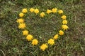 Heart made of dandelion flowers. Royalty Free Stock Photo