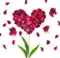 Heart made of flower petals. Red petals heart over white background. Top view. Love and romantic theme. Royalty Free Stock Photo