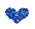 Heart made of rose petals. Blue rose petals heart over white background. Top view with copy space for your text. Love and romantic Royalty Free Stock Photo