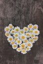 Heart made of white daisies on rustic wooden background. Top view of heart shape chamomile flowers Royalty Free Stock Photo