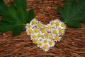 Heart is made of white Daisy with two green Fig leaves on the brown needles of evergreen trees