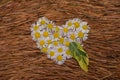 Heart is made of white daisy with three green leaves on the brown needles of evergreen trees