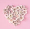 Heart made of white small chrysanthemums on pink background. Flat lay and top view photo. Valentine's Day.