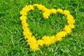 Heart made of yellow flowers on green grass Royalty Free Stock Photo