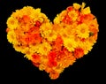 Heart made of yellow and orange calendula flowers, isolated on black Royalty Free Stock Photo