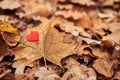 Heart on maple leaf. Infatuation or loneliness concept Royalty Free Stock Photo