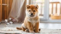 Irresistibly Adorable: Chubby Shiba Inu Puppy