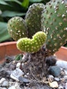 Heart Mexican cactus nopal