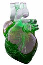 Heart model on white background with green blood