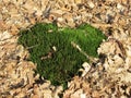 Heart Moss