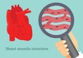 Heart muscle structure illustration. Illustration of cardiac tissue.