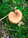 Heart mushroom Royalty Free Stock Photo