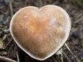 Heart mushroom Royalty Free Stock Photo