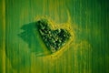 Heart made of trees in rapeseed field, aerial view Royalty Free Stock Photo
