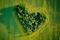 Heart made of trees in rapeseed field, aerial view Royalty Free Stock Photo