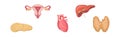 Heart, Pancreas, Thyroid, Liver and Reproductive System as Human Internal Body Part Vector Set Royalty Free Stock Photo